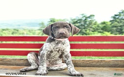 German Shorthaired Pointer dogs for sale: Brook - Image 4