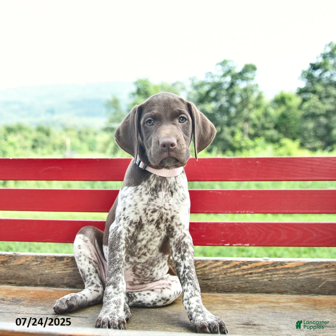 German Shorthaired Pointer dogs for sale: Brook - Image 4