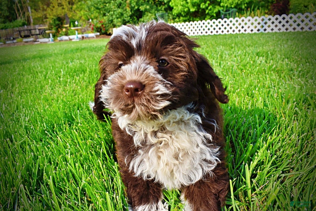 Havapoo dogs for sale: Valor - Image 3