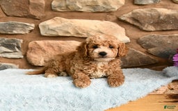 Miniature Poodle dogs for sale: Beauty - Image 2