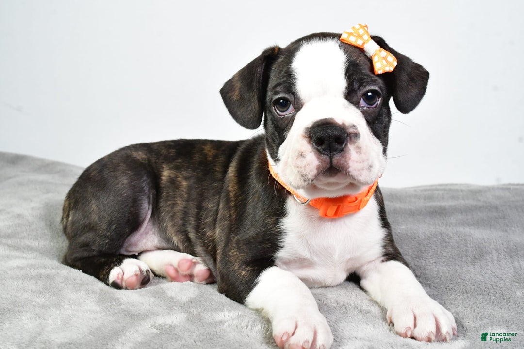 Frenchton dogs for sale: Franklin - Image 4