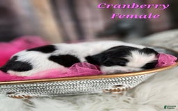 English Springer Spaniel dogs for sale: Cranberry - Image 4