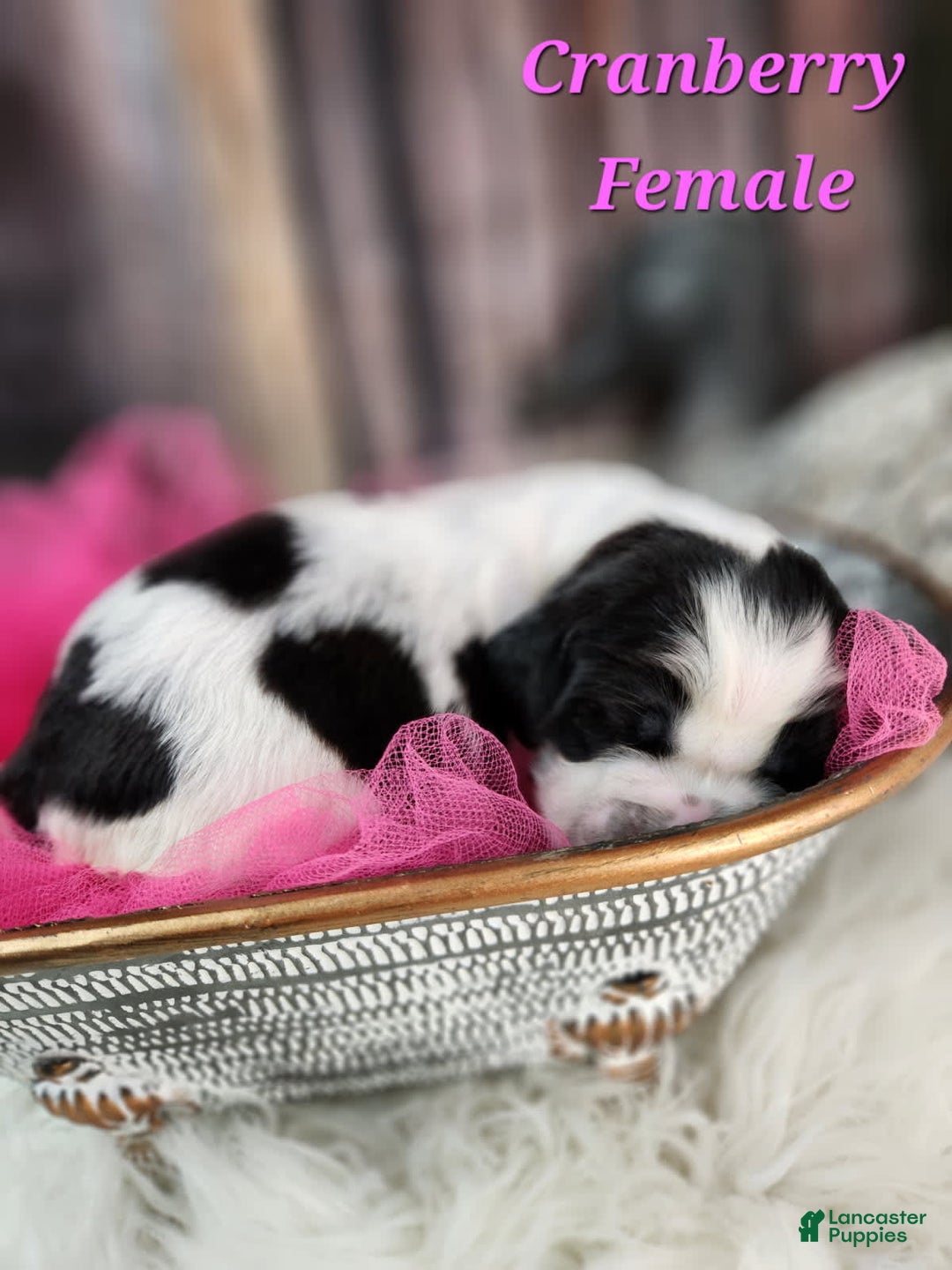 English Springer Spaniel dogs for sale: Cranberry - Image 4