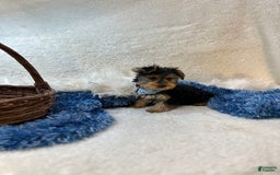 Morkie dogs for sale: Hudson James - Image 8