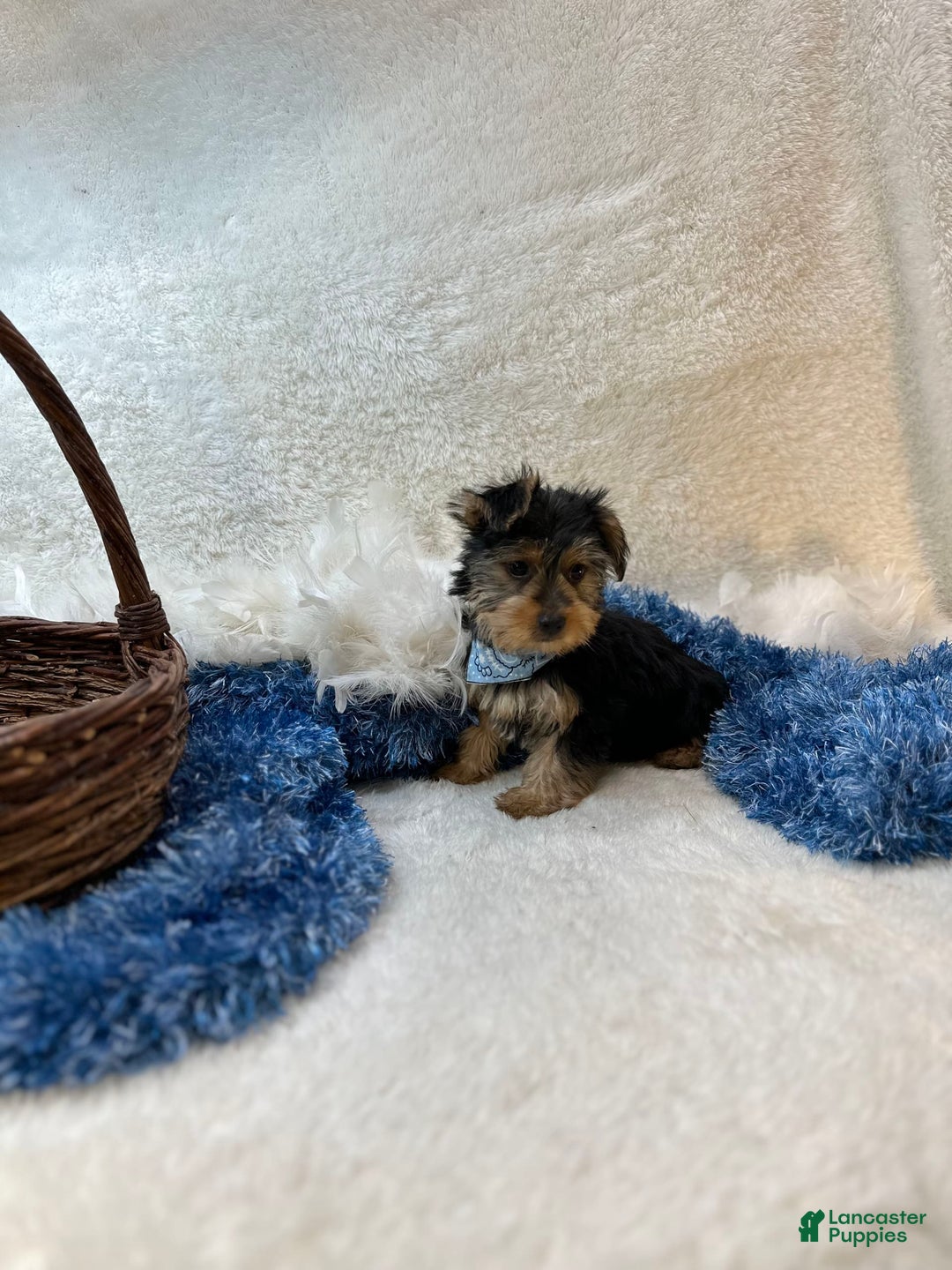 Morkie dogs for sale: Hudson James - Image 8