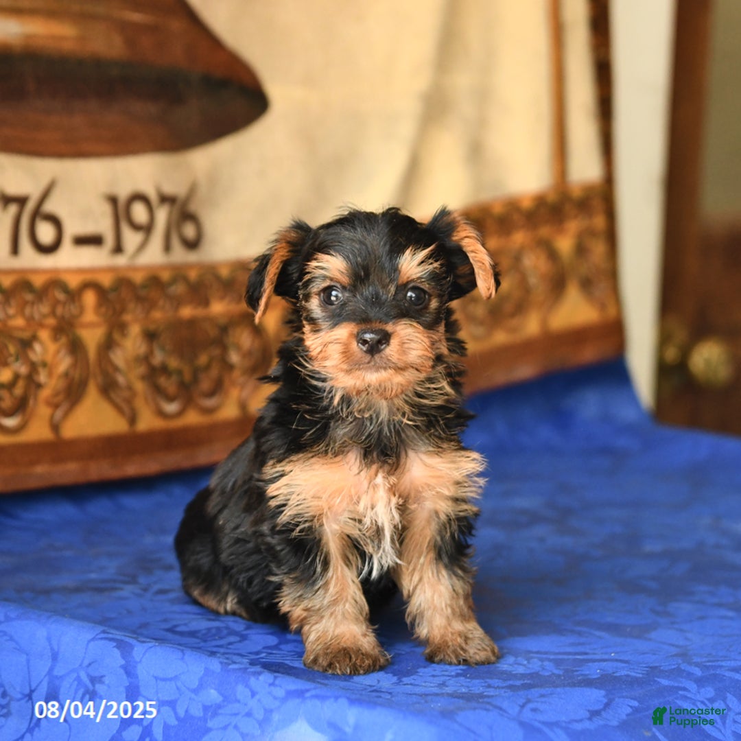 Yorkshire Terrier dogs for sale: Yorkshire Terrier 4 puppies - Image 7