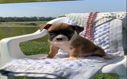 Boxer dogs for sale: Sammy - Image 4
