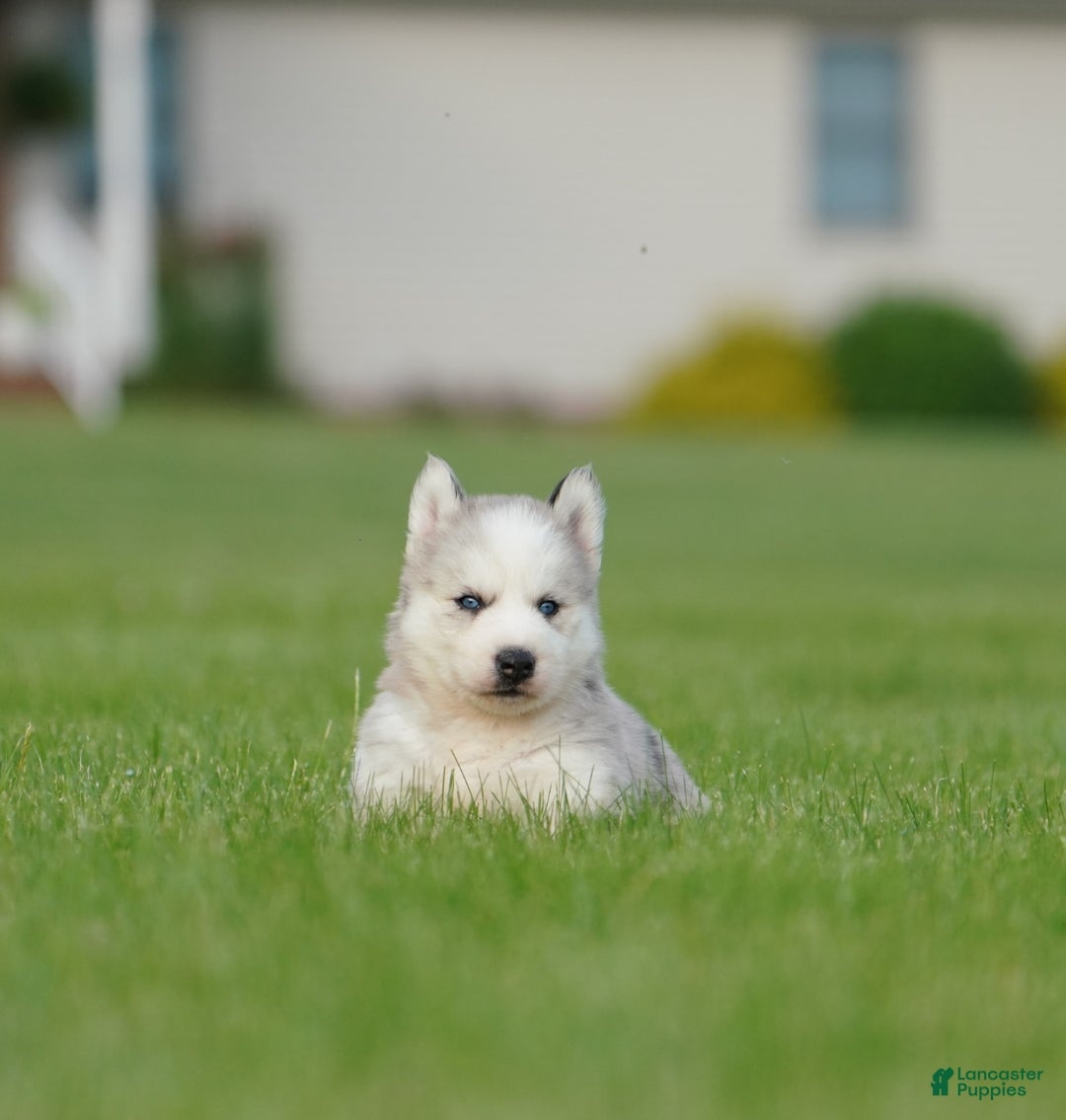 Gerberian Shepsky dogs for sale: Romeo - Image 6