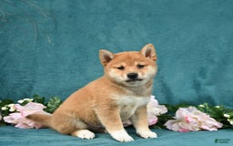 Shiba Inu dogs for sale: Easton - Image 1