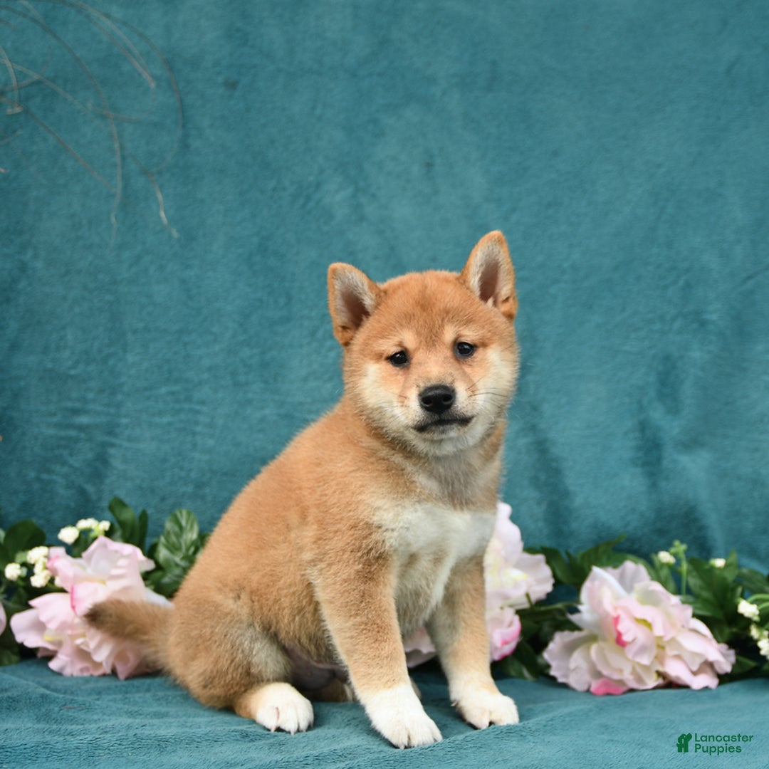 Shiba Inu dogs for sale: Easton - Image 1