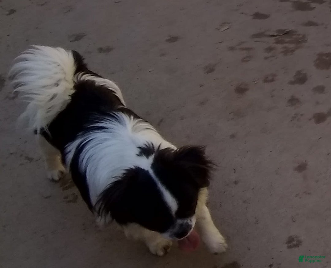 Chihuahua dogs for sale: Full Akc Rose - Image 2