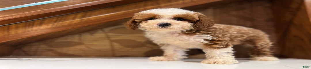 Bailey