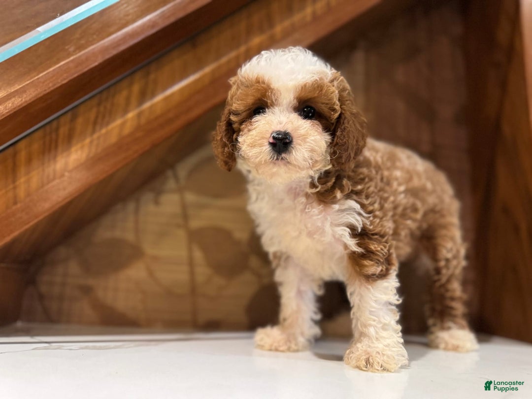 Cavapoo dogs for sale: Bailey - Image 3