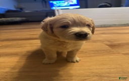 Goldendoodle dogs for sale: Rubble F1b Goldendoodle - Image 3