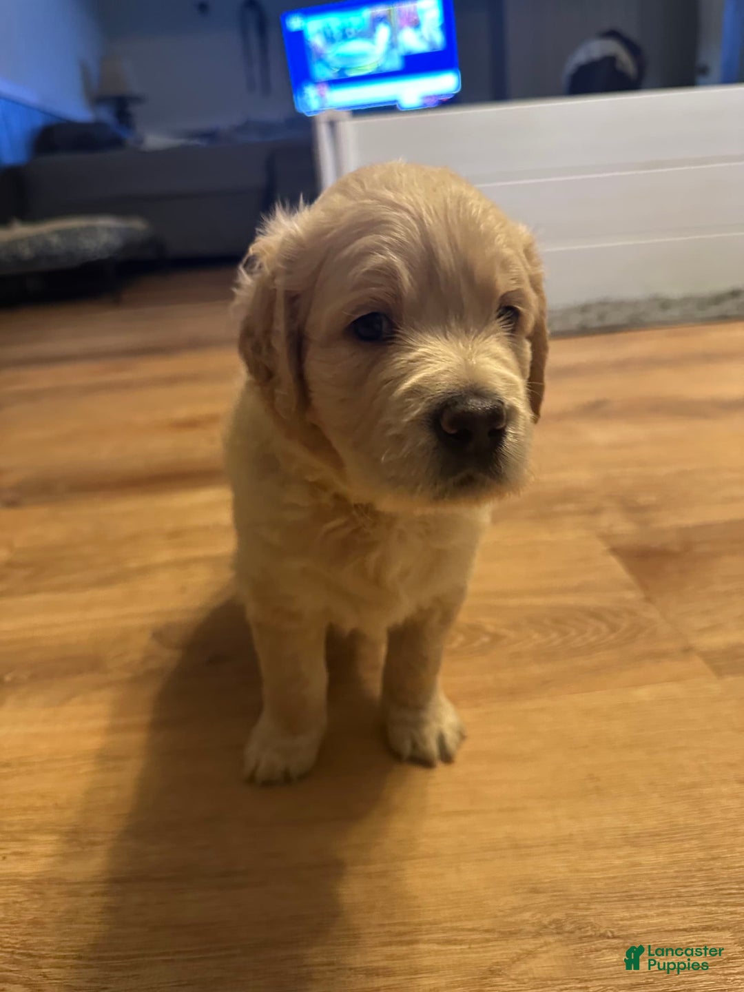 Goldendoodle dogs for sale: Rubble F1b Goldendoodle - Image 3