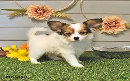 Papillon dogs for sale: Brett - Image 6