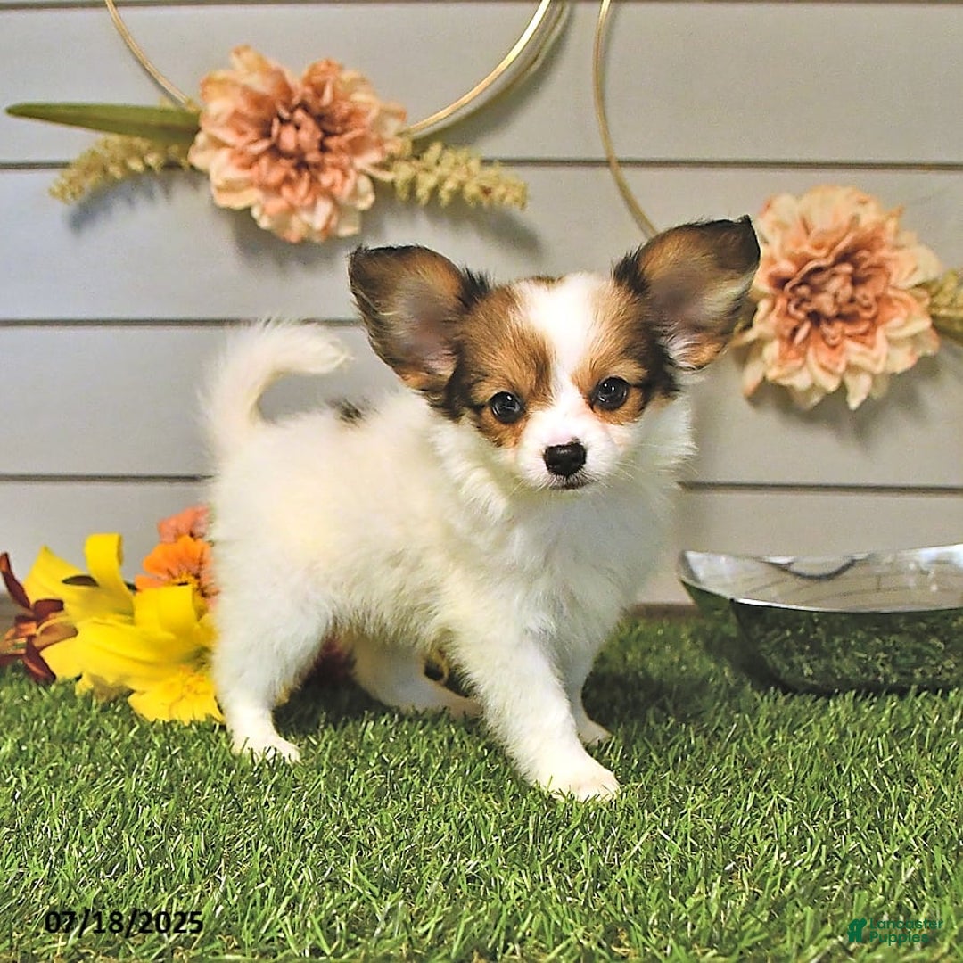 Papillon dogs for sale: Brett - Image 6