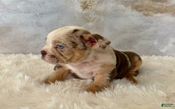 English Bulldog dogs for sale: Pochoco - Image 4