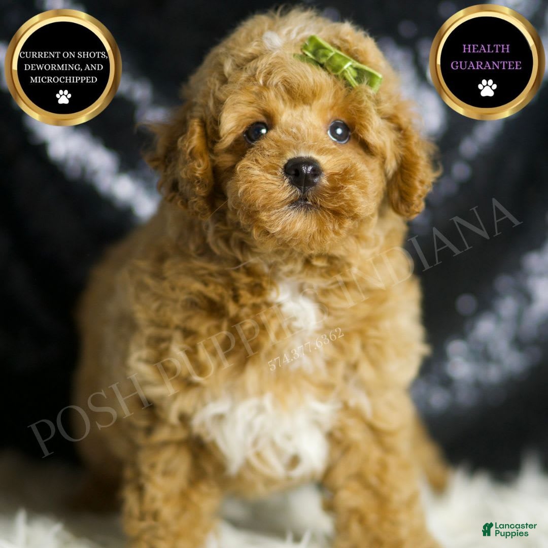 Toy Poodle dogs for sale: Wayne - Image 3