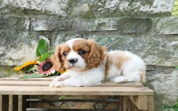 Cavalier King Charles Spaniel dogs for sale: Hunter - Image 3