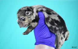 American Bully dogs for sale: Black Merle Female - Image 5