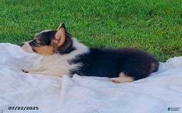 Welsh Corgi Pembroke dogs for sale: Rocky - Image 2