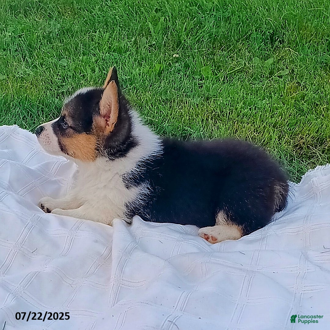 Welsh Corgi Pembroke dogs for sale: Rocky - Image 2