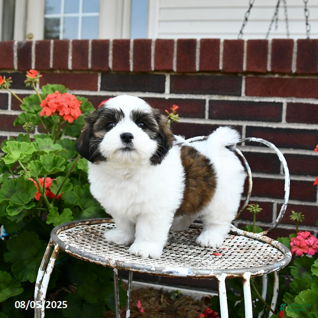 Malshi dogs for sale: Dandy - Image 3