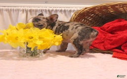 French Bulldog dogs for sale: Allison - Image 7