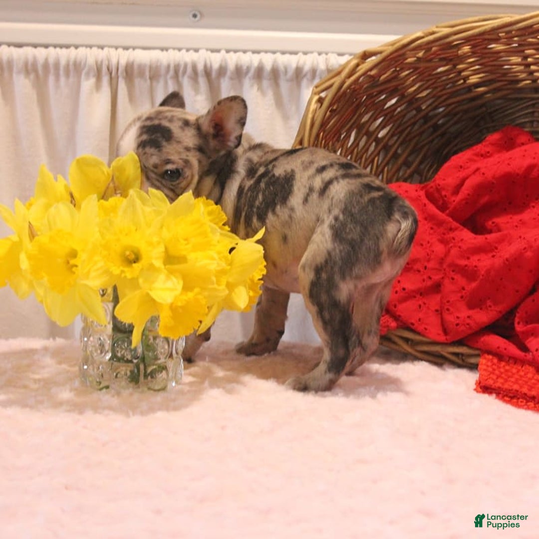 French Bulldog dogs for sale: Allison - Image 7