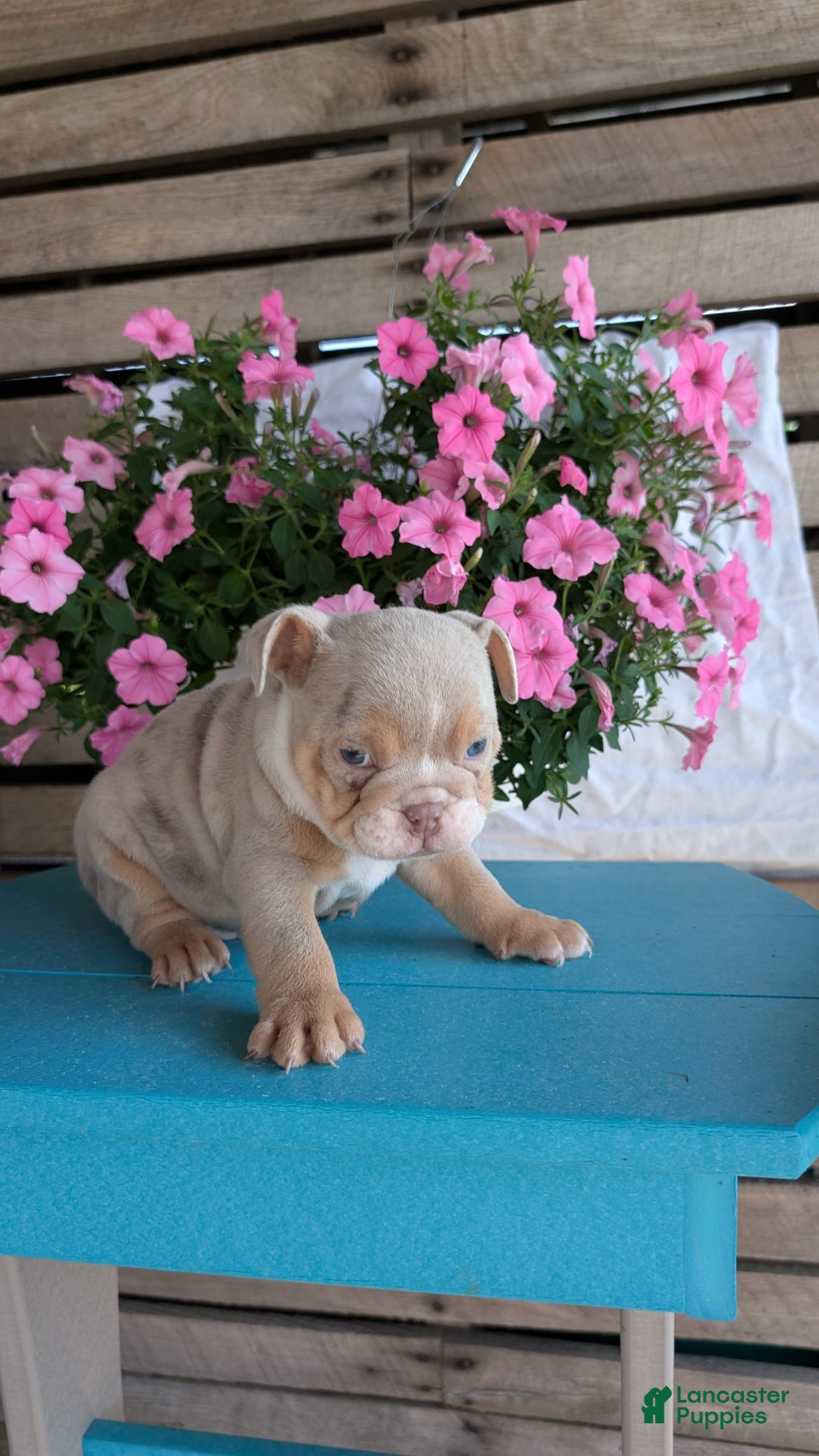 English Bulldog dogs for sale: Hunter - Image 4