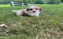 Cavapoo dogs for sale: Dallas - Image 8