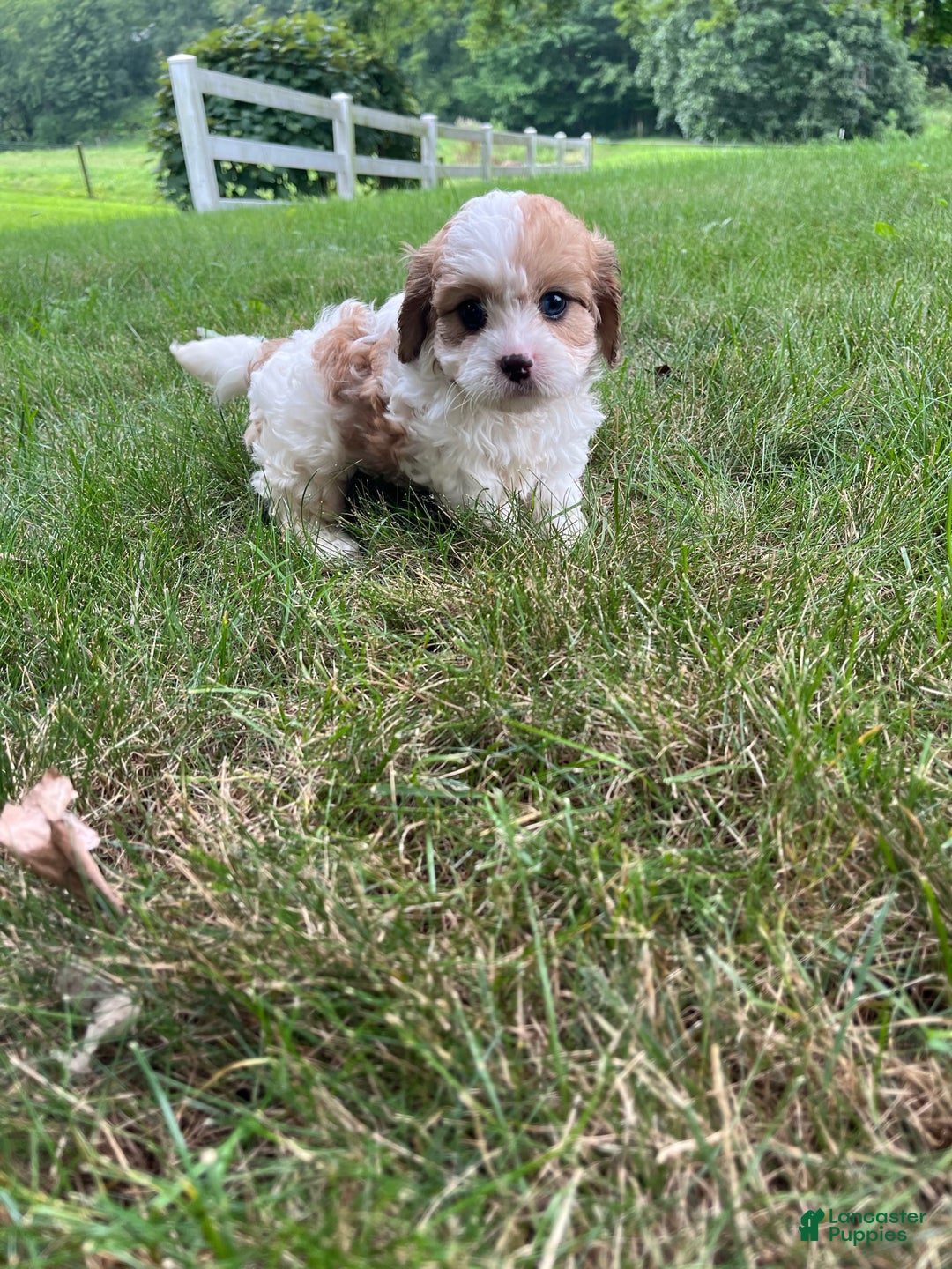 Cavapoo dogs for sale: Dallas - Image 8