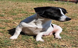 Jack Russell Terrier dogs for sale: Boy Black And White - Image 6