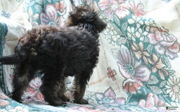 Miniature Poodle dogs for sale: Cocoa - Image 7
