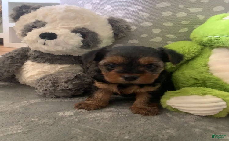 Yorkshire Terrier dogs - Advert 2
