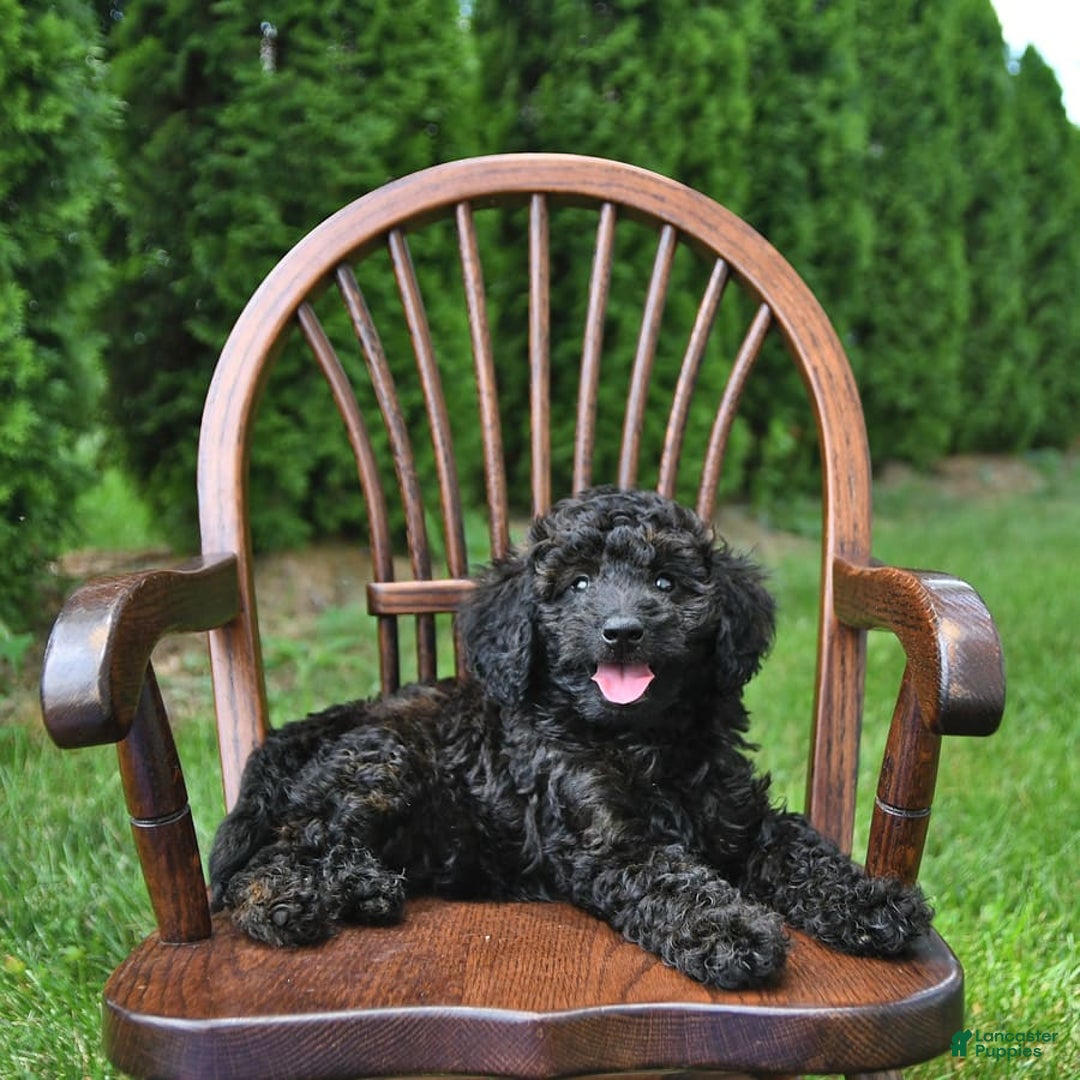 Mini Goldendoodle dogs for sale: Major - Image 4