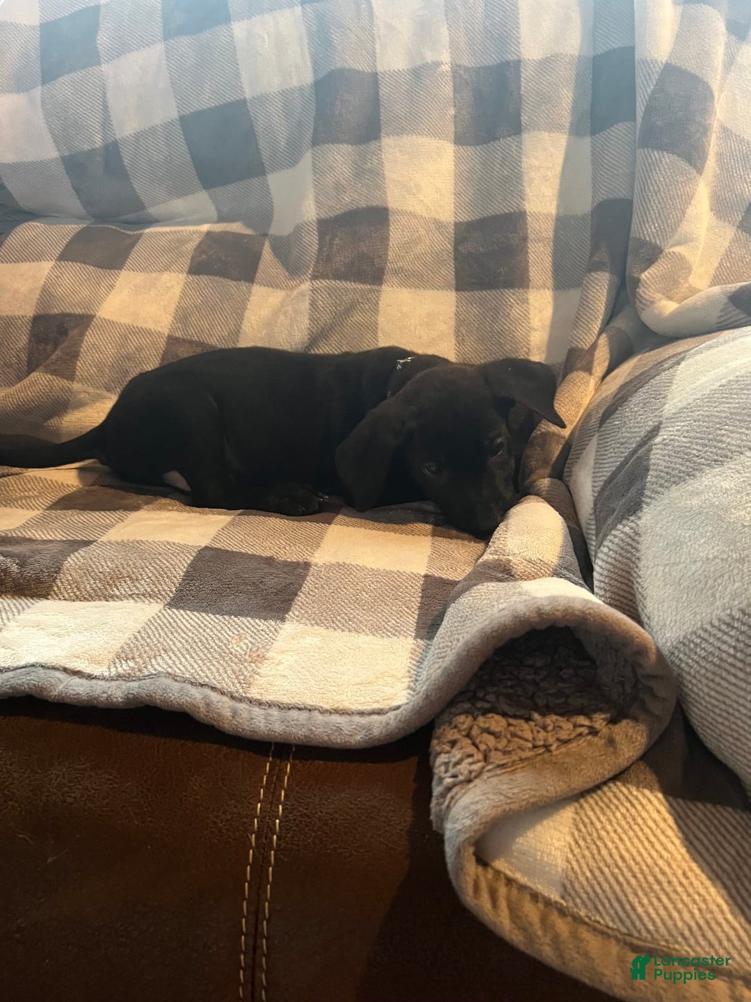 German Shepherd dogs for sale: Dean - Image 4
