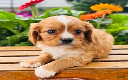 Cavalier King Charles Spaniel dogs for sale: Rex - Image 2