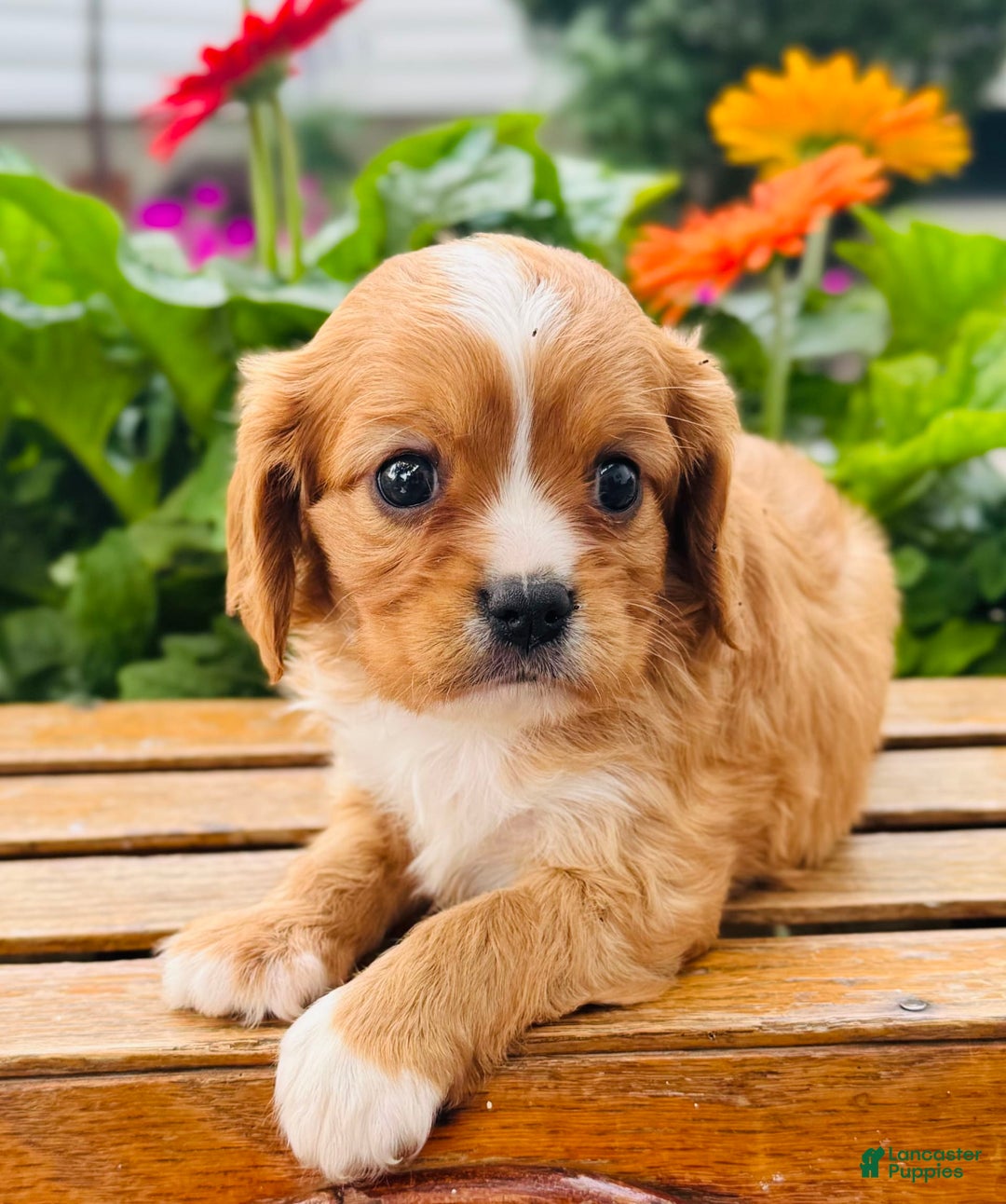 Cavalier King Charles Spaniel dogs for sale: Rex - Image 2
