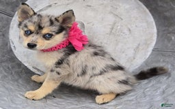 Pomsky dogs for sale: Pansy - Image 1