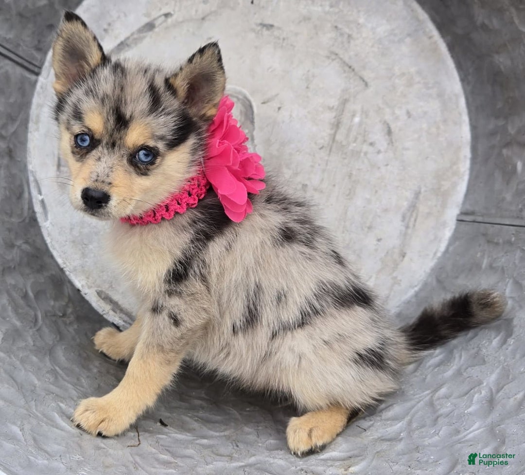 Pomsky dogs for sale: Pansy - Image 1