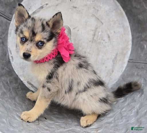 Pomsky dogs for sale - Ad 1