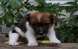 Jack Russell Terrier dogs for sale: Sparky - Image 6