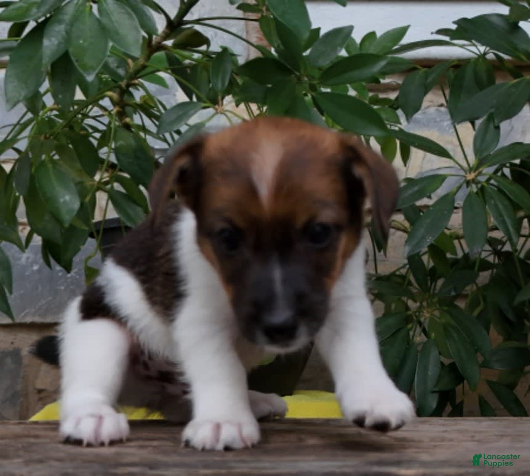 Jack Russell Terrier dogs for sale: Sparky - Image 6