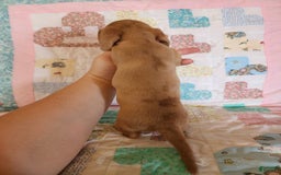 Miniature Dachshund dogs for sale: Cora - Image 9