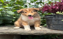 Collie dogs for sale: Alvin - Image 2