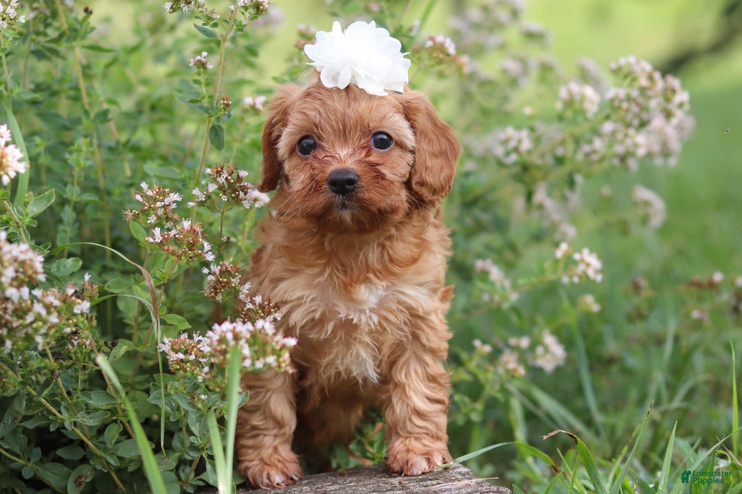 Cavapoo dogs for sale: Winnie - Image 11
