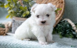 Maltese dogs for sale: Percy - Image 1