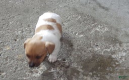 Jack Russell Terrier dogs for sale: Foster - Image 1